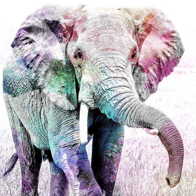 Picture of ELEPHANT COLORS