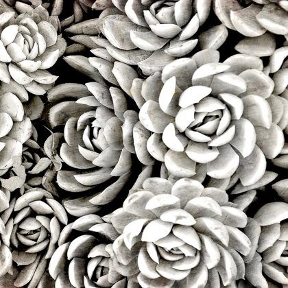 Picture of SUCCULENT BLOOMS