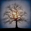 Picture of SUNSET TREE