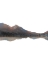 Picture of LEVITATED HORIZON 1