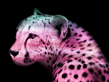 Picture of FUN CHEETAH 1