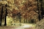 Picture of WILDERNESS WALK 1