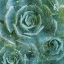Picture of THREE SUCCULENTS