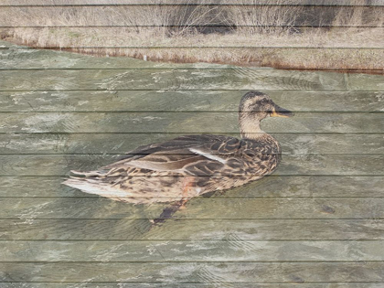 Picture of WATER DUCK