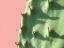 Picture of CACTUS FLAT