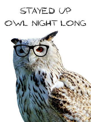 Picture of OWL NIGHT