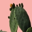 Picture of COCHONEAL