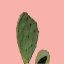 Picture of COCHOL