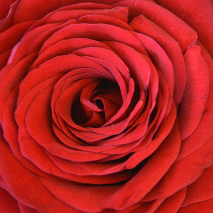 Picture of HEART OF THE ROSE