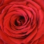 Picture of HEART OF THE ROSE