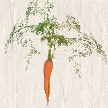Picture of CARROT