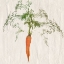Picture of CARROT