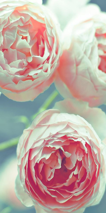 Picture of ENGLISH ROSES