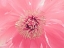 Picture of PINK PEONY FRENCH MACAROON