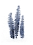 Picture of FERN FRONDS NAVY