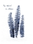 Picture of FERN FRONDS NAVY
