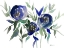 Picture of BLUE ROSES 2
