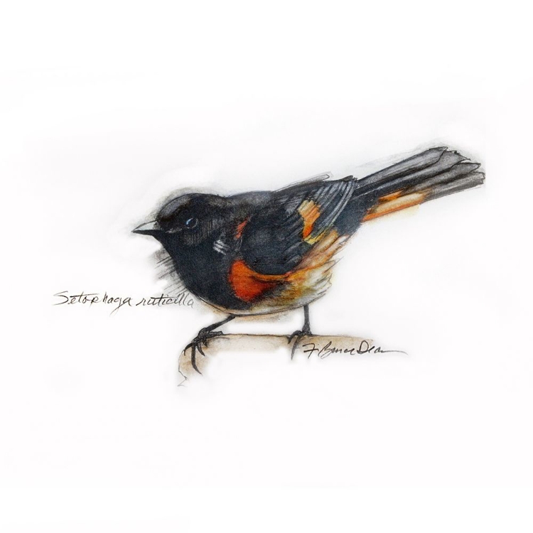 Picture of AMERICAN REDSTART