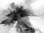 Picture of B AND W III