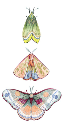 Picture of MOTH FAIRIES II