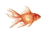 Picture of ORNAMENTAL GOLDFISH II