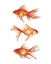 Picture of ORNAMENTAL GOLDFISH III