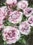 Picture of ROSE RHAPSODY I