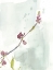Picture of FIRST BLOOMS III