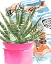Picture of ZEBRA SUCCULENT II