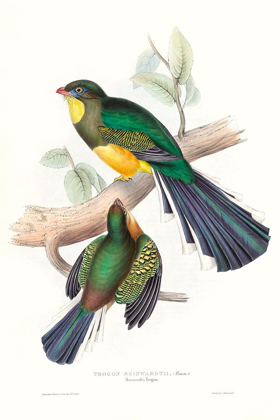 Picture of TROPICAL TROGONS I