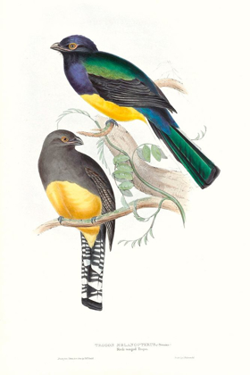 Picture of TROPICAL TROGONS II
