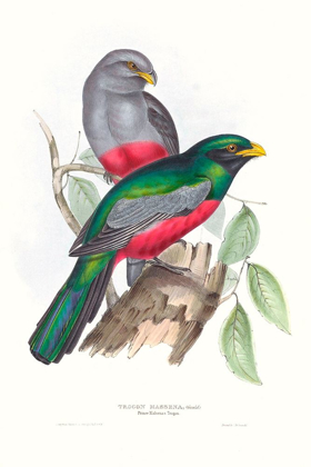 Picture of TROPICAL TROGONS III