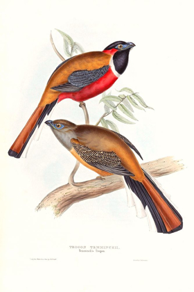 Picture of TROPICAL TROGONS IV