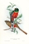 Picture of TROPICAL TROGONS V