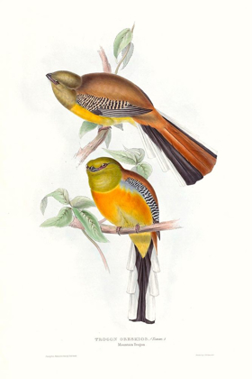 Picture of TROPICAL TROGONS VI