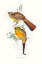 Picture of TROPICAL TROGONS VI