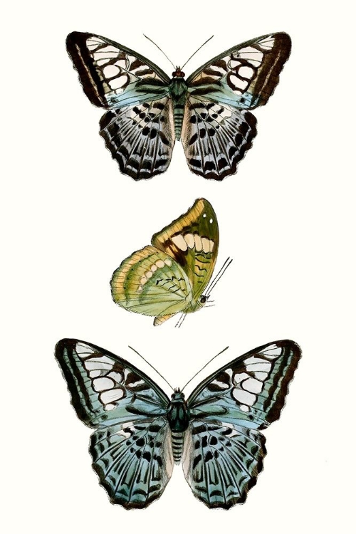 Picture of BUTTERFLY SPECIMEN I