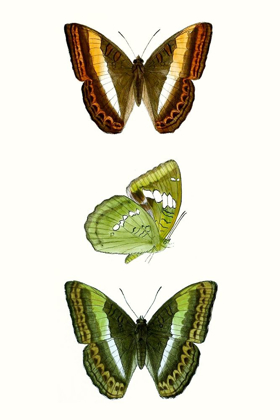 Picture of BUTTERFLY SPECIMEN III