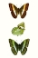 Picture of BUTTERFLY SPECIMEN III