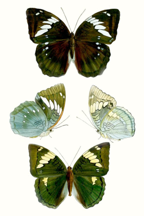 Picture of BUTTERFLY SPECIMEN IV
