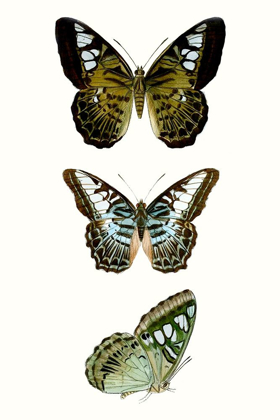 Picture of BUTTERFLY SPECIMEN VI