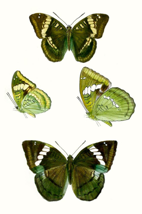 Picture of BUTTERFLY SPECIMEN VII