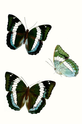 Picture of BUTTERFLY SPECIMEN VIII