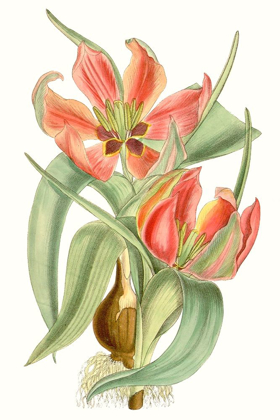 Picture of CURTIS TULIPS I