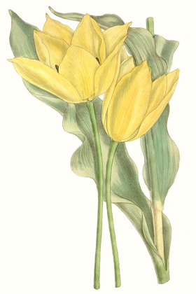 Picture of CURTIS TULIPS II