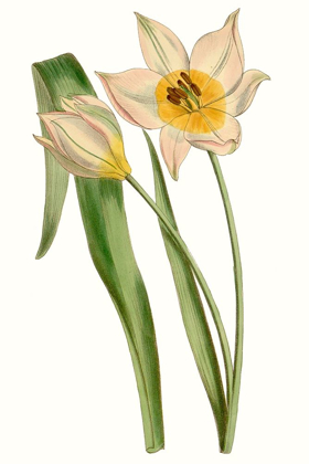 Picture of CURTIS TULIPS III