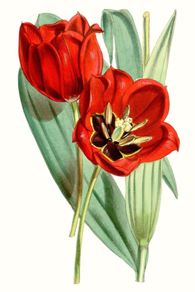 Picture of CURTIS TULIPS V