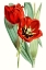Picture of CURTIS TULIPS V