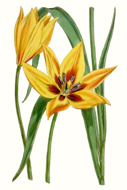 Picture of CURTIS TULIPS VI