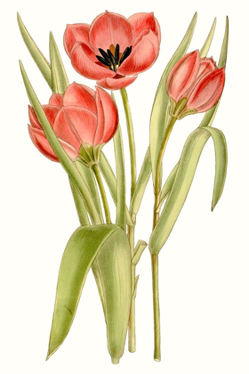 Picture of CURTIS TULIPS VII